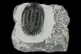 Mrakibina Trilobite - Mrakib, Morocco #153968-1
